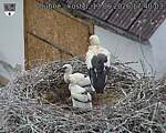 Capi_Dubne_20260613_174003.jpg