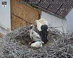 Capi_Dubne_20260613_174502.jpg