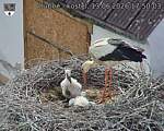 Capi_Dubne_20260613_175003.jpg