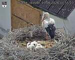 Capi_Dubne_20260613_175503.jpg