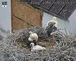 Capi_Dubne_20260613_180503.jpg