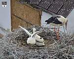 Capi_Dubne_20260613_182004.jpg