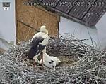 Capi_Dubne_20260613_182503.jpg