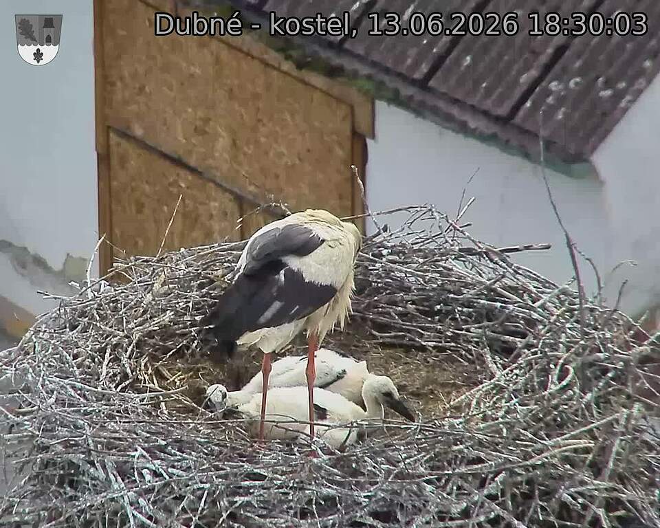 Capi_Dubne_20260613_183003.jpg (1350&nbsp;x&nbsp;1080)