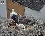 Capi_Dubne_20260613_184502.jpg