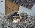 Capi_Dubne_20260613_190004.jpg