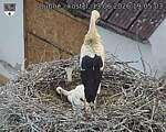 Capi_Dubne_20260613_190503.jpg