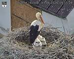 Capi_Dubne_20260613_191504.jpg