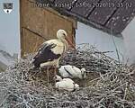 Capi_Dubne_20260613_193502.jpg