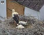 Capi_Dubne_20260613_194502.jpg