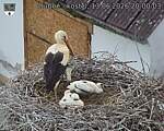 Capi_Dubne_20260613_200003.jpg