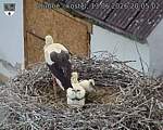 Capi_Dubne_20260613_200502.jpg