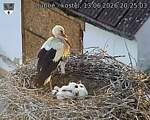 Capi_Dubne_20260613_202503.jpg