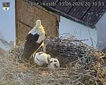 Capi_Dubne_20260613_203003.jpg
