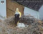 Capi_Dubne_20260613_204003.jpg