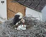 Capi_Dubne_20260613_211003.jpg