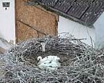 Capi_Dubne_20260613_212003.jpg