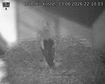 Capi_Dubne_20260613_221003.jpg