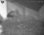 Capi_Dubne_20260613_230002.jpg