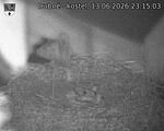 Capi_Dubne_20260613_231503.jpg