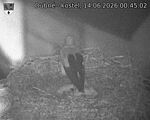Capi_Dubne_20260614_004502.jpg