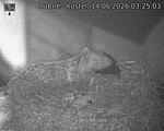 Capi_Dubne_20260614_032503.jpg