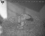 Capi_Dubne_20260614_034003.jpg