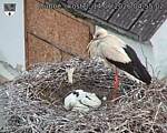 Capi_Dubne_20260614_045502.jpg