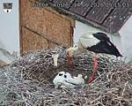 Capi_Dubne_20260614_051503.jpg