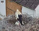 Capi_Dubne_20260614_052504.jpg