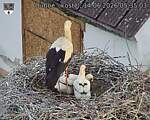 Capi_Dubne_20260614_053503.jpg