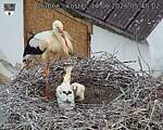 Capi_Dubne_20260614_054002.jpg