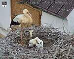 Capi_Dubne_20260614_055504.jpg