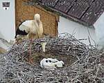 Capi_Dubne_20260614_060002.jpg