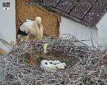 Capi_Dubne_20260614_061002.jpg