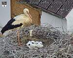 Capi_Dubne_20260614_062003.jpg