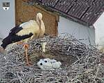 Capi_Dubne_20260614_062503.jpg