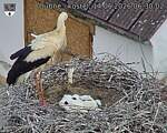 Capi_Dubne_20260614_063002.jpg