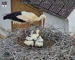 Capi_Dubne_20260614_063504.jpg