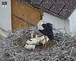 Capi_Dubne_20260614_064003.jpg
