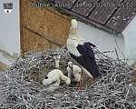 Capi_Dubne_20260614_064502.jpg