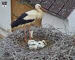 Capi_Dubne_20260614_071002.jpg