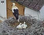 Capi_Dubne_20260614_071503.jpg