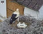 Capi_Dubne_20260614_072003.jpg