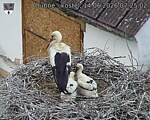 Capi_Dubne_20260614_072502.jpg