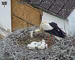 Capi_Dubne_20260614_074502.jpg