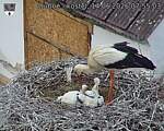 Capi_Dubne_20260614_075503.jpg