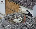 Capi_Dubne_20260614_080003.jpg