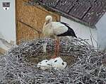 Capi_Dubne_20260614_080503.jpg