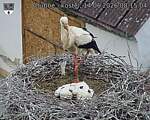 Capi_Dubne_20260614_081504.jpg
